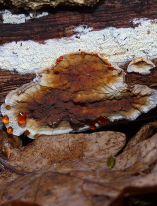 Red water exudations in humid conditions on English oak in Hockley Woods, Essex
